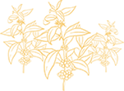 Soil preservation:<br>Plantation density.